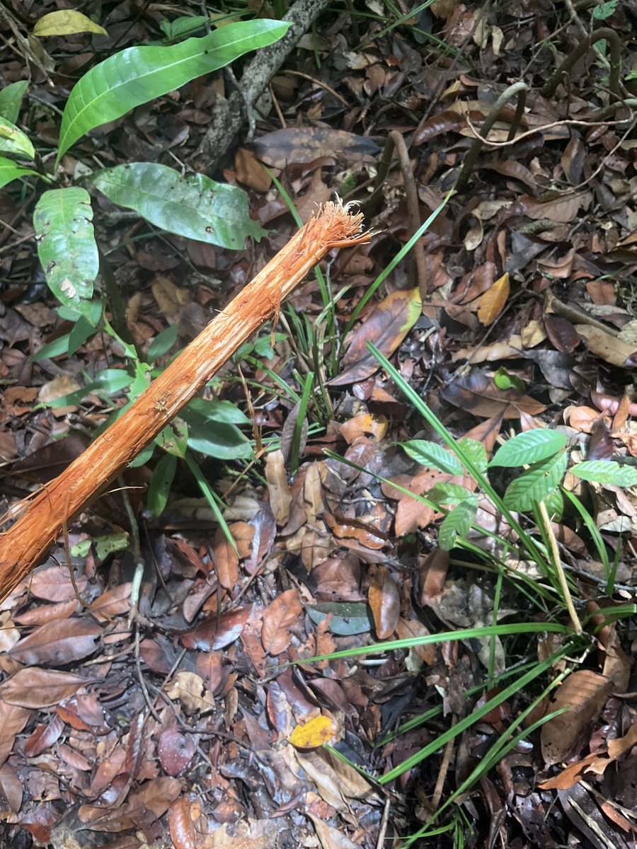 The amazing <a href="/SuaqOrangutans/">Orangutans of Suaq</a> are excellent tool users! 🧠🛠️
Today an orangutan broke off this piece of liana, stripped the bark off it, and chewed the end into a brush tip, so she could collect termites from inside a tree hole. 🦧🤯🤩