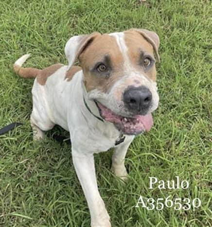 psychicwhisper3's tweet photo. 🆘🏃♀️PAULO #A356530 7 Yrs
🔥To Die At NOON Today 8/3/23🔥
Please #Pledge #Rt Help In Any Way
#CorpusChristiTX ☠️
📧ccacsrescues@cctexas.com
☎️361-826-4630 https://t.co/1eZIzRTwn9