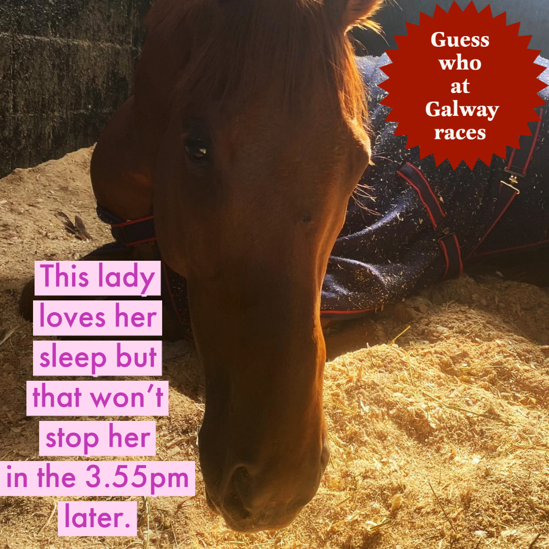 triequestrian_1's tweet photo. Guess who at Galway? A lady trains this little lady, and she is super fast, over 7 furlongs. #HorseRacing #Galway #FastFillies #7Furlongs #RaceDay #LadyTrainer #GalwayRaces #Thoroughbreds@irishracing @Galway_Races @ITBA_Official https://t.co/LEEAOJMkVs