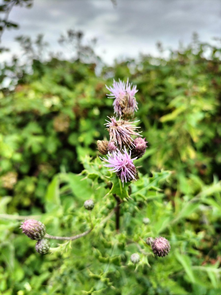 Sweetcorn2's tweet image. I wanted to post a picture of a flower and thought "This'll do."