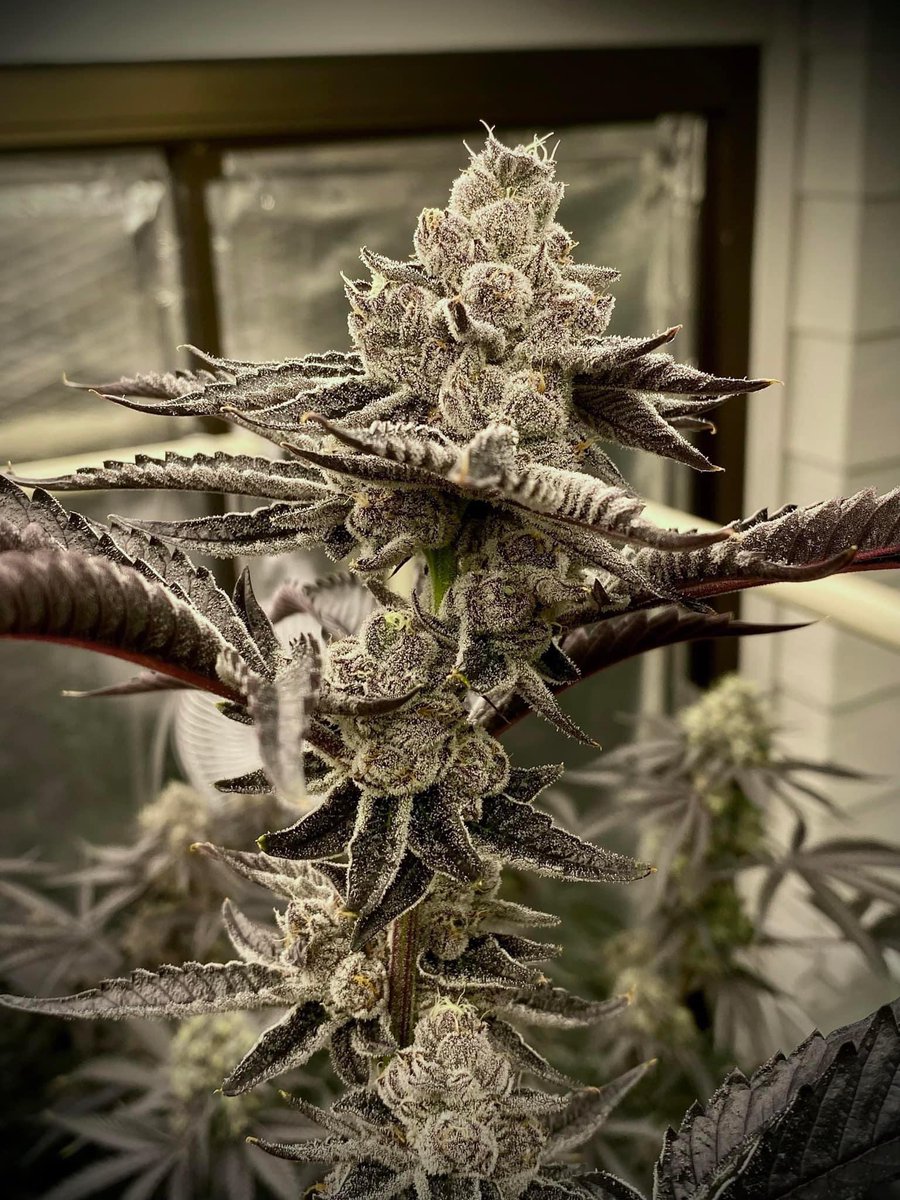 Violet Meandows 🌱🍁

So frosty ☃️ 

#Weedmob #cannabisculture #WeedLovers #Mmemberville #cannabisusa #Weed  #growyourown #420community #CannabisCommunity #cannabisindustry #Growmies #cannabisculture