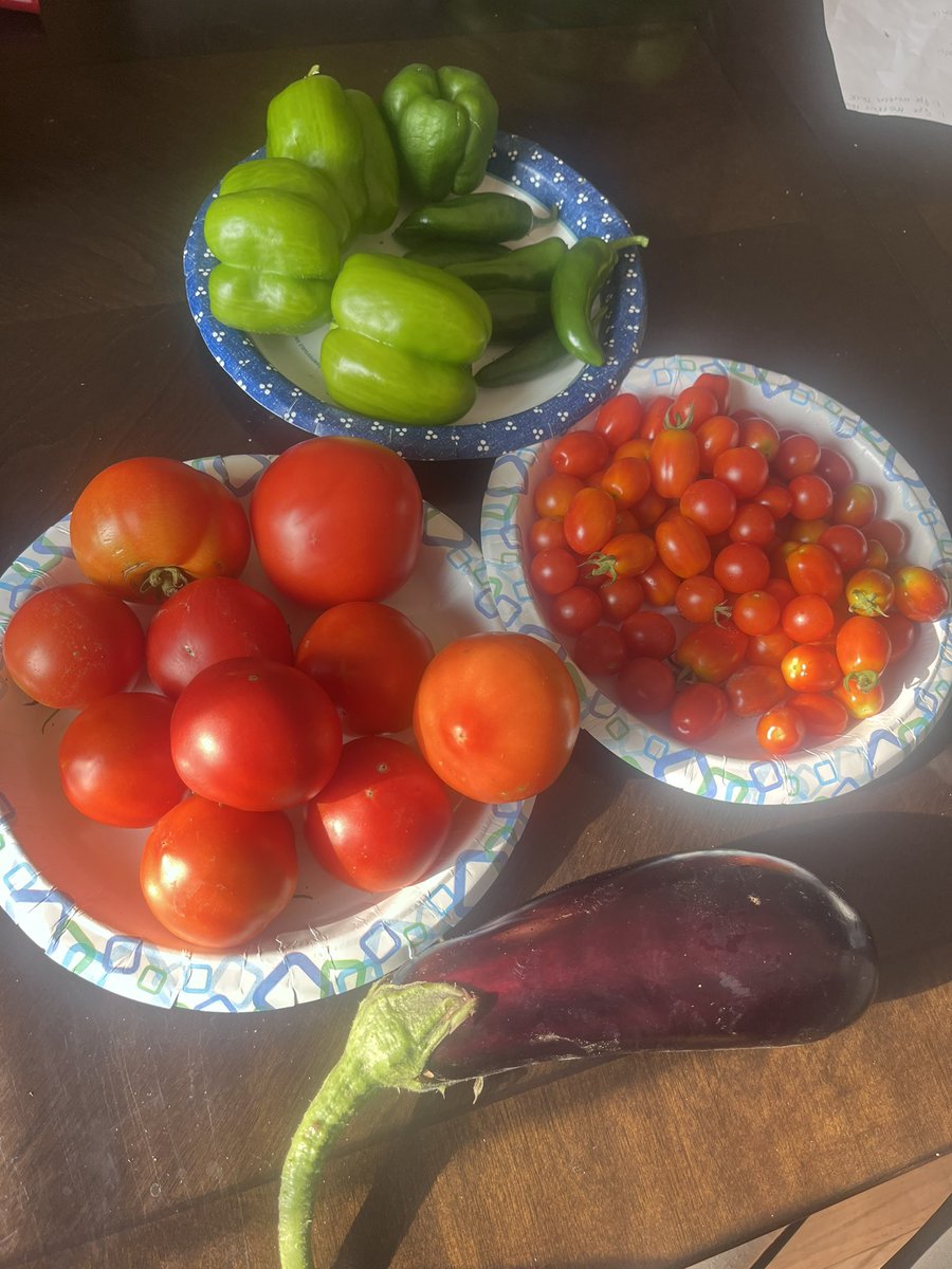 mandabgp's tweet photo. My garden is thriving 😋☀️ https://t.co/6Thjf6n9DK
