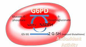 immunooncol's tweet photo. An inherited disorder in which a person doesn’t have enough of an #enzyme called G6PD that helps red blood cells work the way they should. In #G6PD deficiency, the red #bloodcells break down when the body is exposed to infection, severe stress, or certain drugs https://t.co/iujVNnqGzN