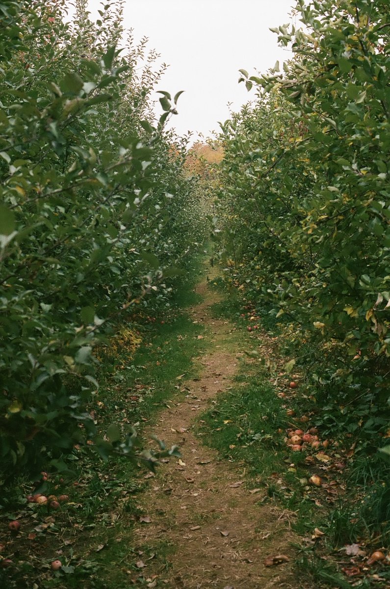 apple picking season is just around the corner.. 
•
•
•
•
•
•
•
•

#autumn #nature #fall #autumnvibes #photography #love #naturephotography #october #photooftheday #landscape #september #instagood #halloween #autumncolors #apples #applepicking #canona1 #35mm #35mmfilm