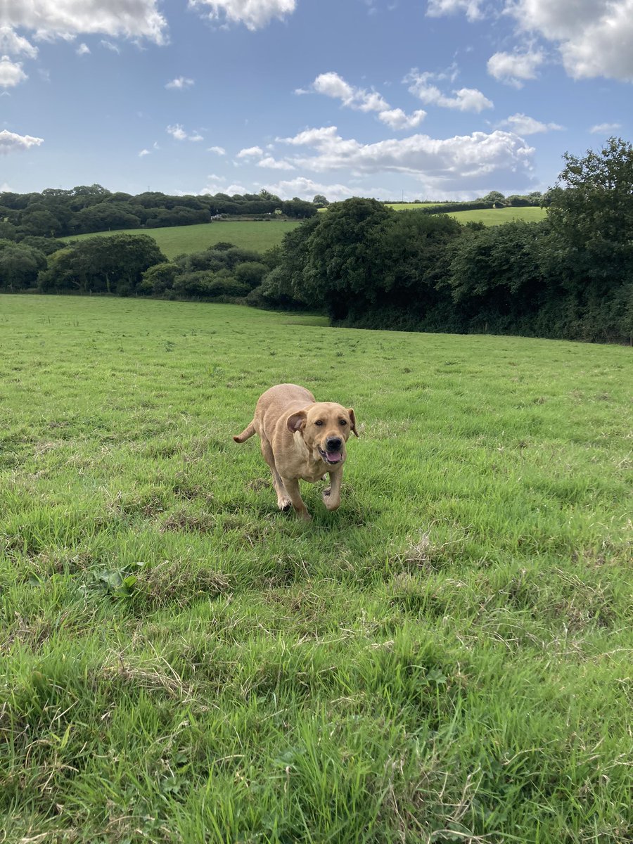 BlaiseCottage's tweet photo. Country lane walks regardless of the weather @blaisecottage #cornwall #footpaths #steps #healthylifestyle #airbnbcornwall #airbnbsuperhost🏆 #rural_love #liquidrefreshment @polgooth_inn #summer #freshair #labrador #bluesky #herecomestherainagain https://t.co/DGymWadrzG
