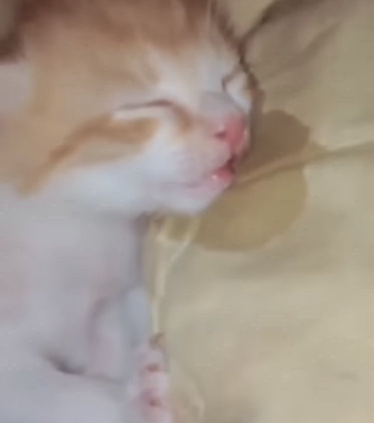 ᅠᅠ ᅠᅠ ᅠᅠ ᅠᅠᅠ ᅠᅠ ᅠᅠ ᅠᅠ ᅠᅠᅠ𝓺𝘶𝘪𝘯𝘯 .ᐟ (@ofherfreespirit) on Twitter photo 