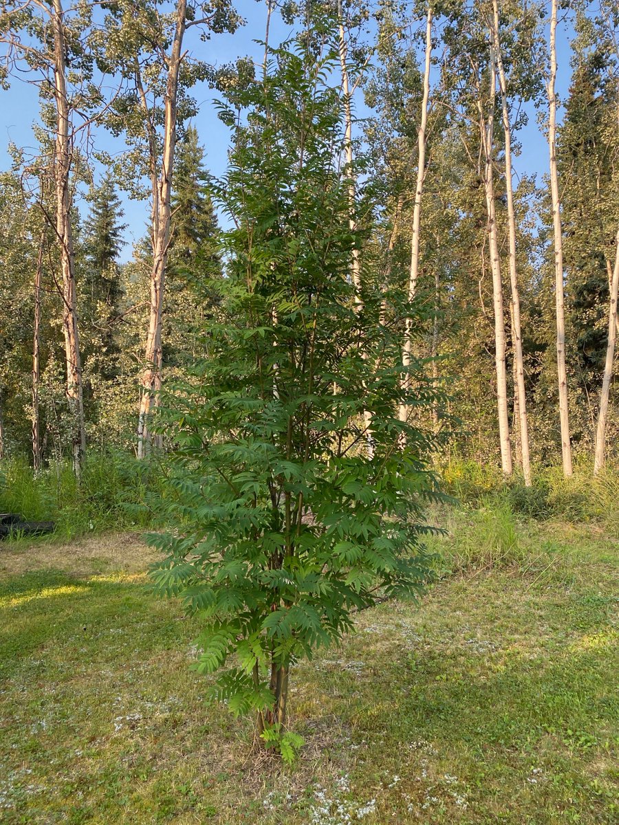 Yukon Conservation Society tweet media