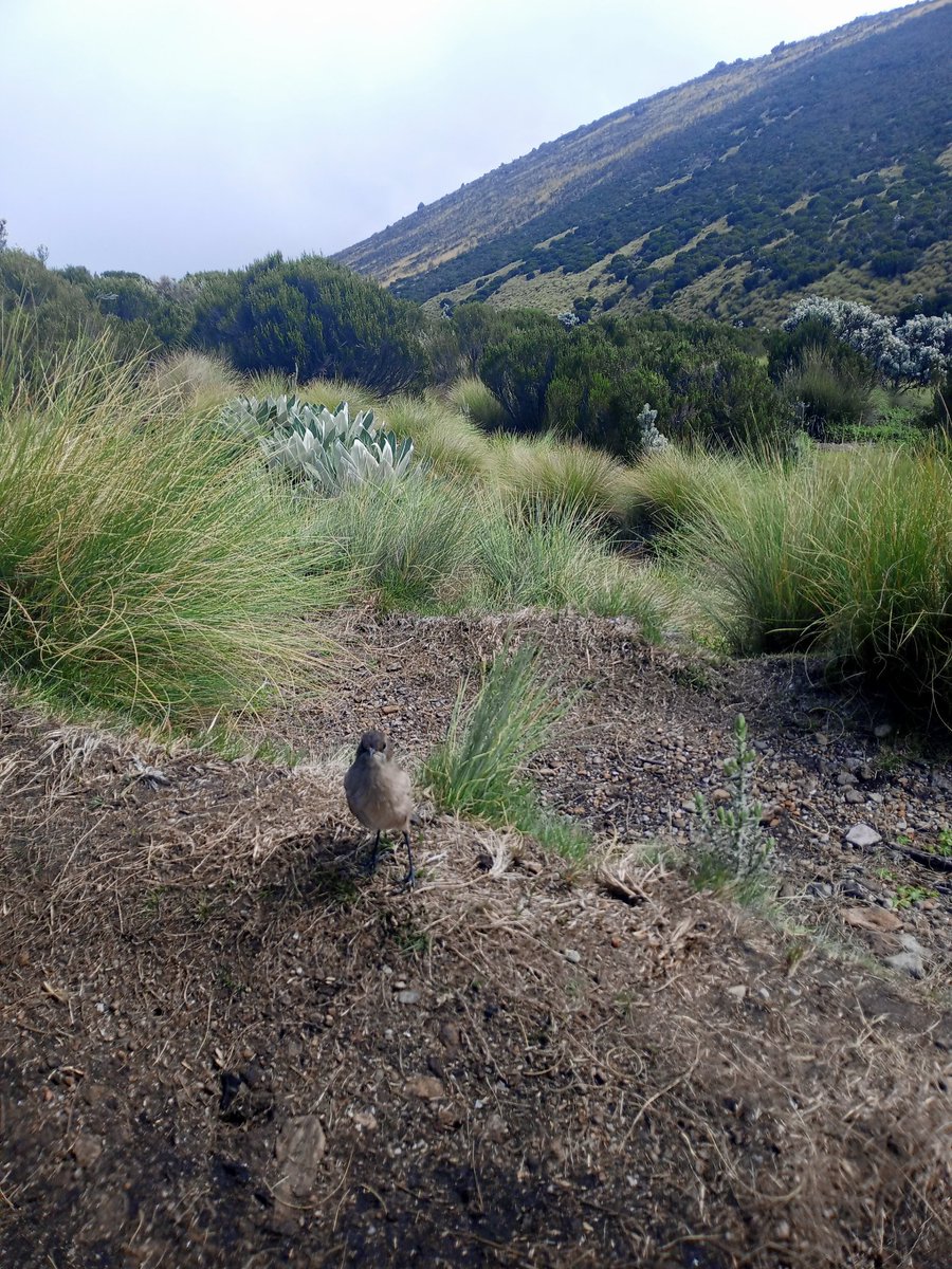 AfricaAlpine's tweet photo. It takes 4-6 days to sample what #MtKenya has to offer. A #hike a #climb  a #trekking It reinstates mental health after venturing into this wild countryside  #alpine #outdooradventures #worldtravel https://t.co/l3b2Qe4iVh