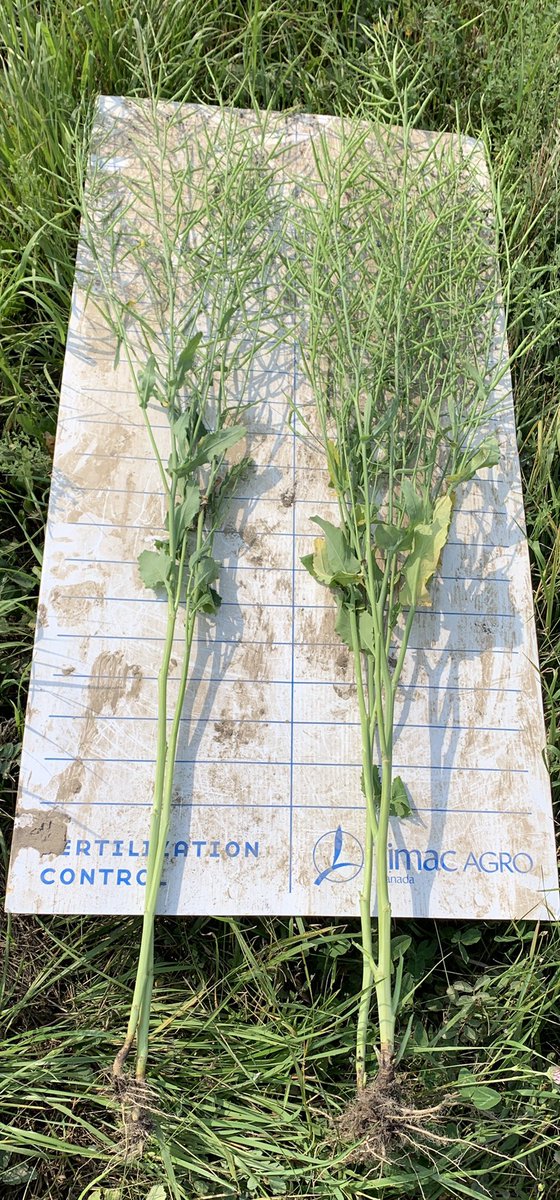 There importance of helping young plants through early season abiotic stress shows later on in season. With #TimacAgroTechnologies we can help you push your crops to maximize their yield through positive ROI by following the 4Rs of agriculture. #Fertiactyl #TimacAgro