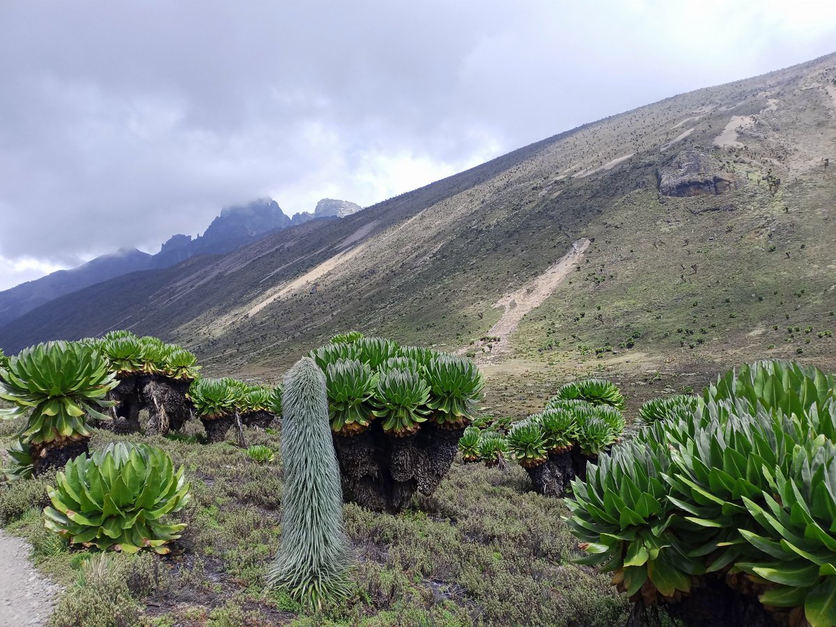 AfricaAlpine's tweet photo. It takes 4-6 days to sample what #MtKenya has to offer. A #hike a #climb  a #trekking It reinstates mental health after venturing into this wild countryside  #alpine #outdooradventures #worldtravel https://t.co/l3b2Qe4iVh