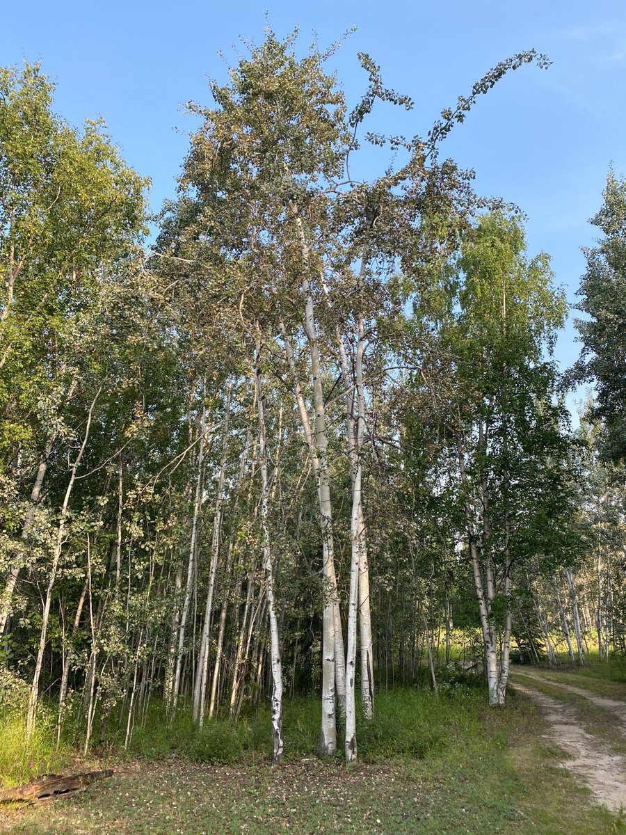 The Big Backyard BioBlitz starts today!
If you have the iNaturalist app, you can post to #NCCBioBlitz 
Details (and instructions on getting inaturalist!): secure.natureconservancy.ca/site/SPageNavi…
Here are a couple of Yukon backyard trees: