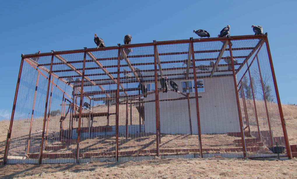 Tuesday, we had our first trap-up at the #BigSur Sanctuary since the rebuild &amp; it was a huge success! VWS and PNP crew handled 5 birds for transmitters &amp; health checks and all the birds looked great. Many free-flying condors from the flock gathered to check things out. #greatday