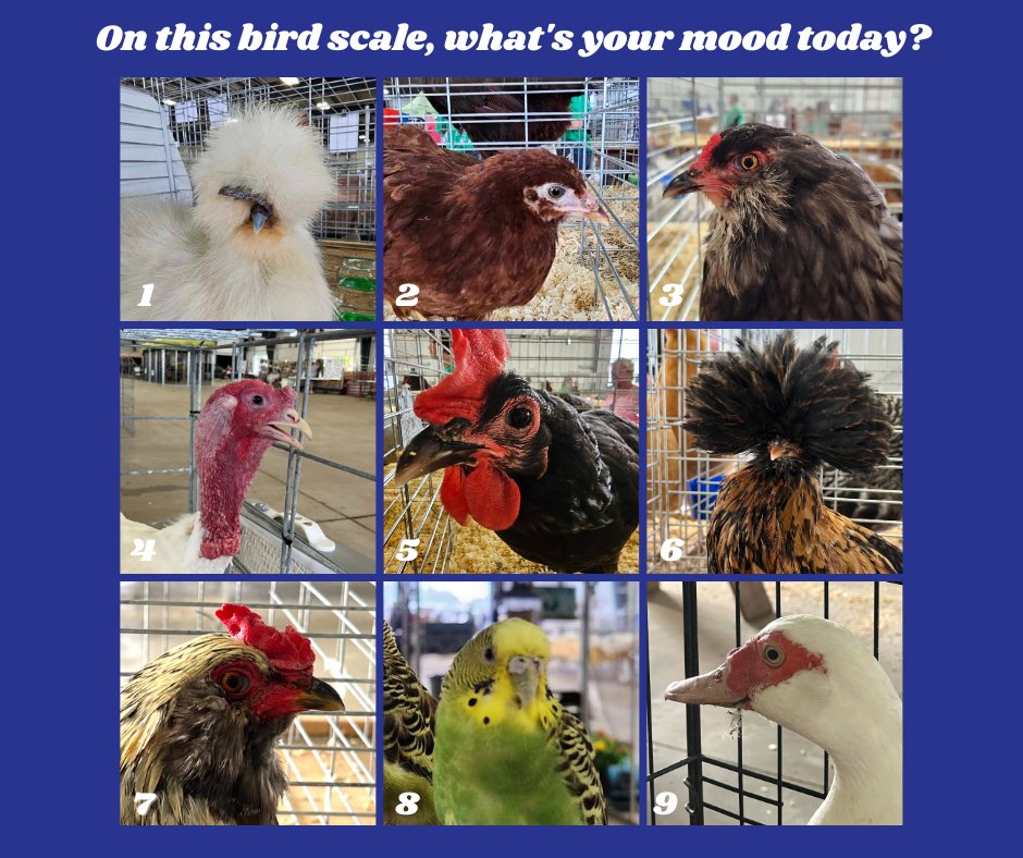 Which bird matches your mood? Leave us a comment!