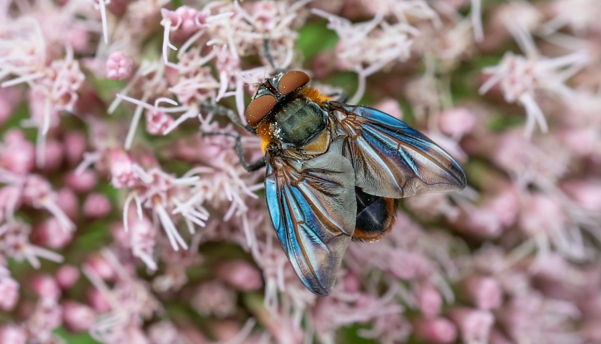 I managed my Wider Butterfly Survey today on the edge of Friston Forest. Highlights were a wonderful Red Admiral that was totally showing off, and a funky fly, the male Phasia hemiptera. What a beast. @SussexWildlife @BCSussex