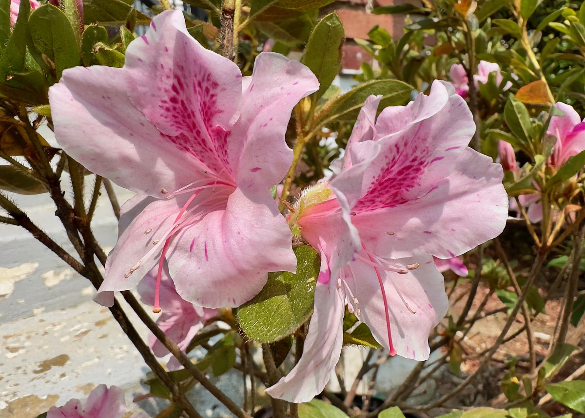 mchesner's tweet photo. Matt's "encore" azalea has absolutely radiant blooms, despite still being pot-bound. Beautiful! #flowers #azalea #TrumbullCT #encoreazalea https://t.co/W5XV4SvIrD