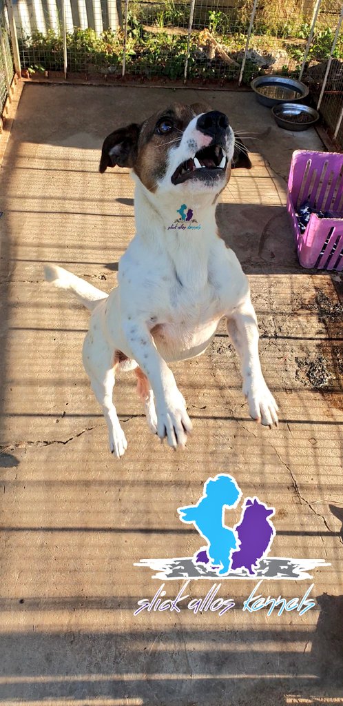 SlickAllosKnnls's tweet photo. 1. Keen solid recall;
2. Ready for action;
3. Eyes on the prize, _'launch control'_ activated;
4. Airborne o'clock!
#JackRussellBreed #JRT
Slick Allos Kennels
Maltese, Pomeranian & Jack Russell breeding kennels
#ToyDogsOrNoDogs π
π© https://t.co/uf5acNgfAc