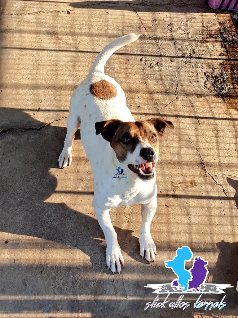 SlickAllosKnnls's tweet photo. 1. Keen solid recall;
2. Ready for action;
3. Eyes on the prize, _'launch control'_ activated;
4. Airborne o'clock!
#JackRussellBreed #JRT
Slick Allos Kennels
Maltese, Pomeranian & Jack Russell breeding kennels
#ToyDogsOrNoDogs π
π© https://t.co/uf5acNgfAc