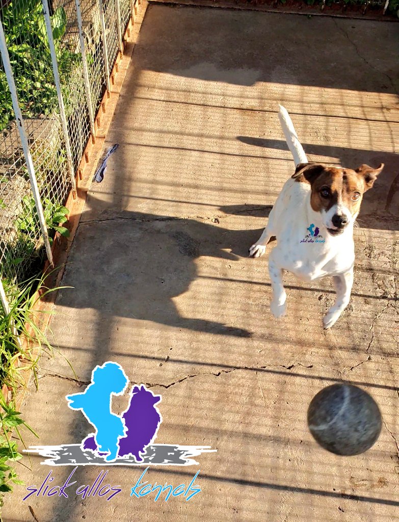 SlickAllosKnnls's tweet photo. 1. Keen solid recall;
2. Ready for action;
3. Eyes on the prize, _'launch control'_ activated;
4. Airborne o'clock!
#JackRussellBreed #JRT
Slick Allos Kennels
Maltese, Pomeranian & Jack Russell breeding kennels
#ToyDogsOrNoDogs π
π© https://t.co/uf5acNgfAc
