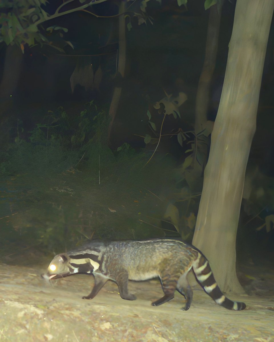 UnWildIndia's tweet photo. Rare nocturnal photos from trap camera at #katarniaghat
#civets #wildlife #wildlifephotography #wildlifeconservation #wildlifephotos #wildlifephotographer #natgeotraveller #natgeoindia #katarniaghattigerreserve https://t.co/YsdRAMQcGt