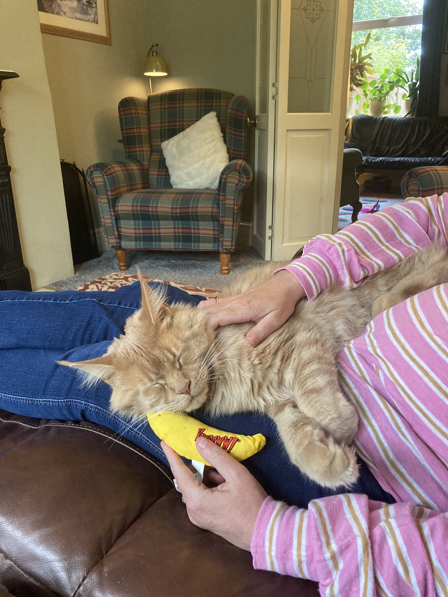 BobTheCat tweet media