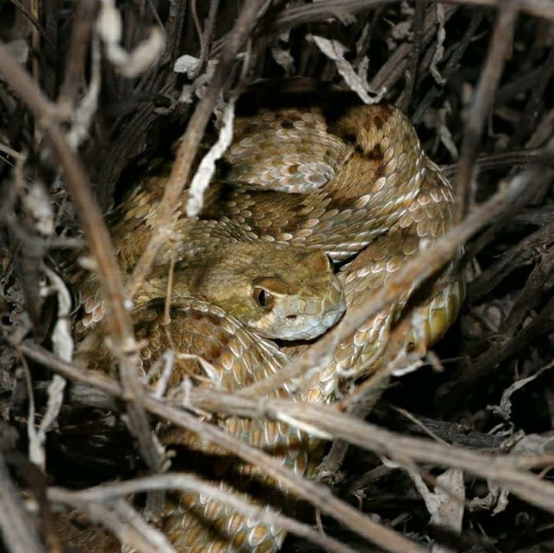 Happy to announce that I am officially starting as an <a href="/NSF/">U.S. National Science Foundation</a> #PRFB . I'll be at <a href="/utarlington/">The University of Texas at Arlington</a> with Dr. Todd Castoe doing genomic work on hybrids of the lovely snakes below! Can't wait to expand and incorporate new collaborators, systems, and methods to my ongoing works! 🐍 🧬