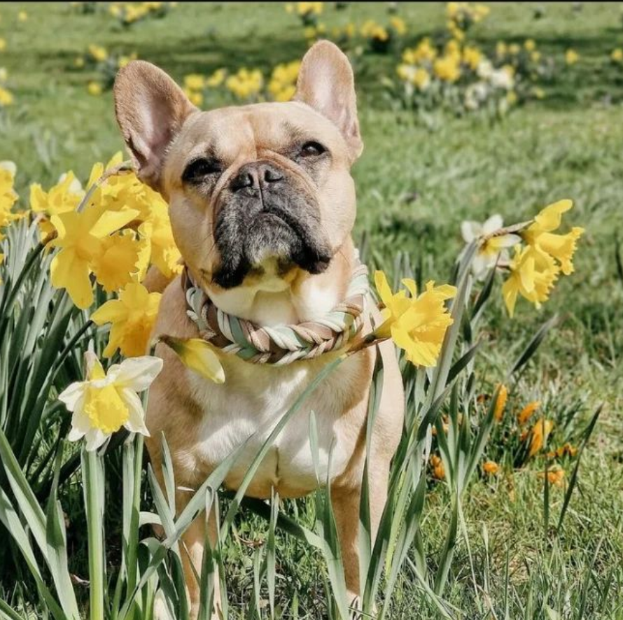 FrenchBullDogd5's tweet photo. Say yes if you are a bulldog lovers or owners ,,🥰
.
.
#frenchie #frenchbulldoguk #frenchies #frenchiesuk #kent #kentdogs #discoverkent https://t.co/D5icTLRXNu