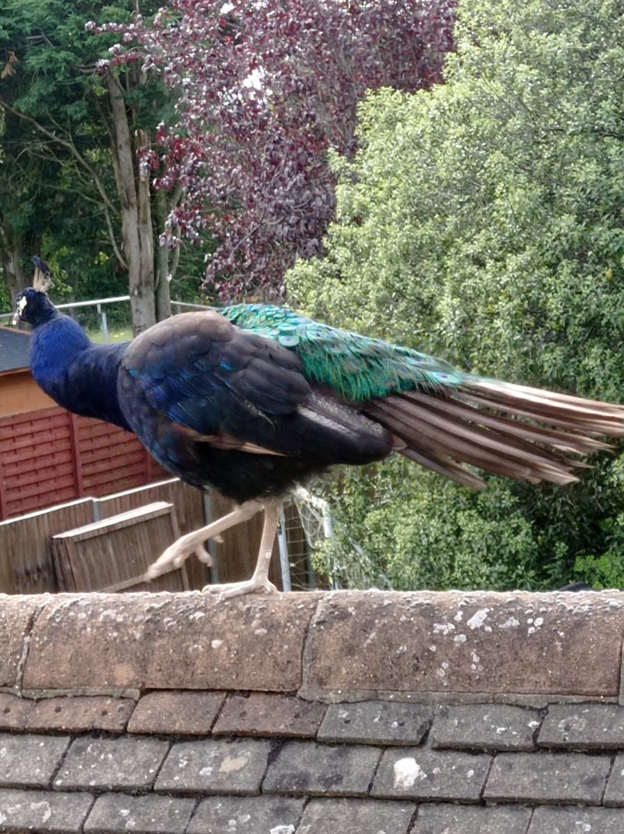 High Flying Birds...