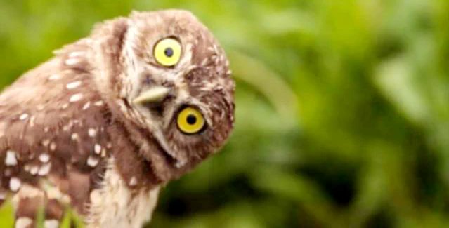 Better_EarlsLib's tweet photo. The Jambs Owls are back in the spotlight! Earlsfield Library's session is already fully booked, but you can meet the owls at Balham Library 7th August 11:30am, Battersea Park Library 7th August 3pm, Southfield Library 8th August 11am and Battersea Library 3pm. Booking essential! https://t.co/06lX9eDNMx