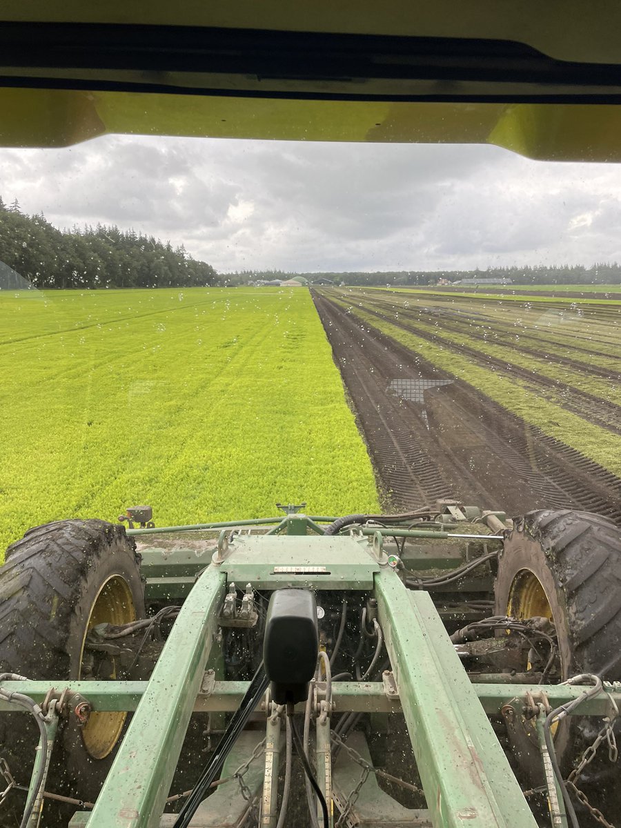 Parijse wortelen rooien tussen de buien door 💪