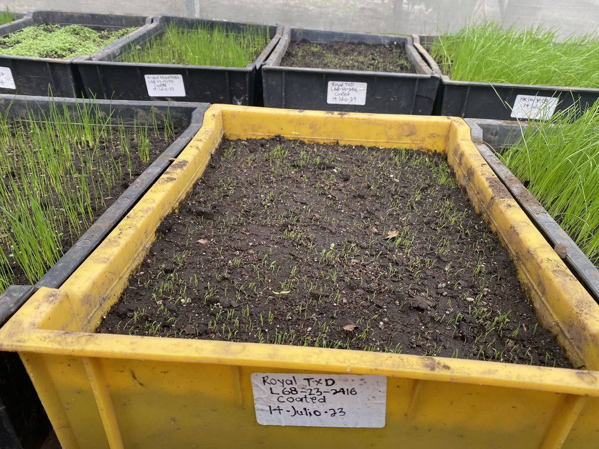mbillman_DLFPS's tweet photo. Observing new Seed Enhancement trials at customers facilities, where trial results really separate.  Great to have the best partners and friends in the world.  #dlfusa https://t.co/krhdOBO09F