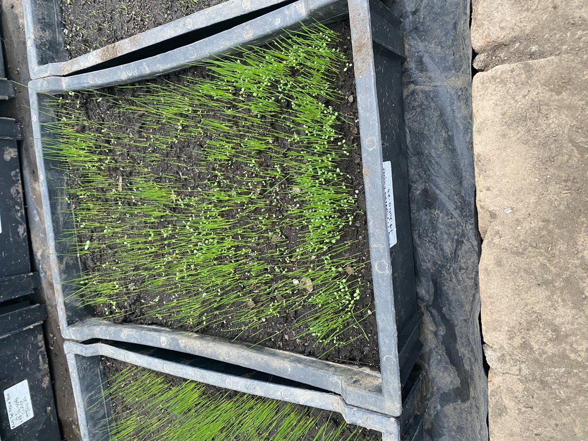 mbillman_DLFPS's tweet photo. Observing new Seed Enhancement trials at customers facilities, where trial results really separate.  Great to have the best partners and friends in the world.  #dlfusa https://t.co/krhdOBO09F