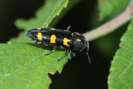 A lovely jewel #beetle seen in #Hungary. ?ptosima flavoguttata #buprestidae #TwitterNatureCommunity #naturelovers #bugs #insects