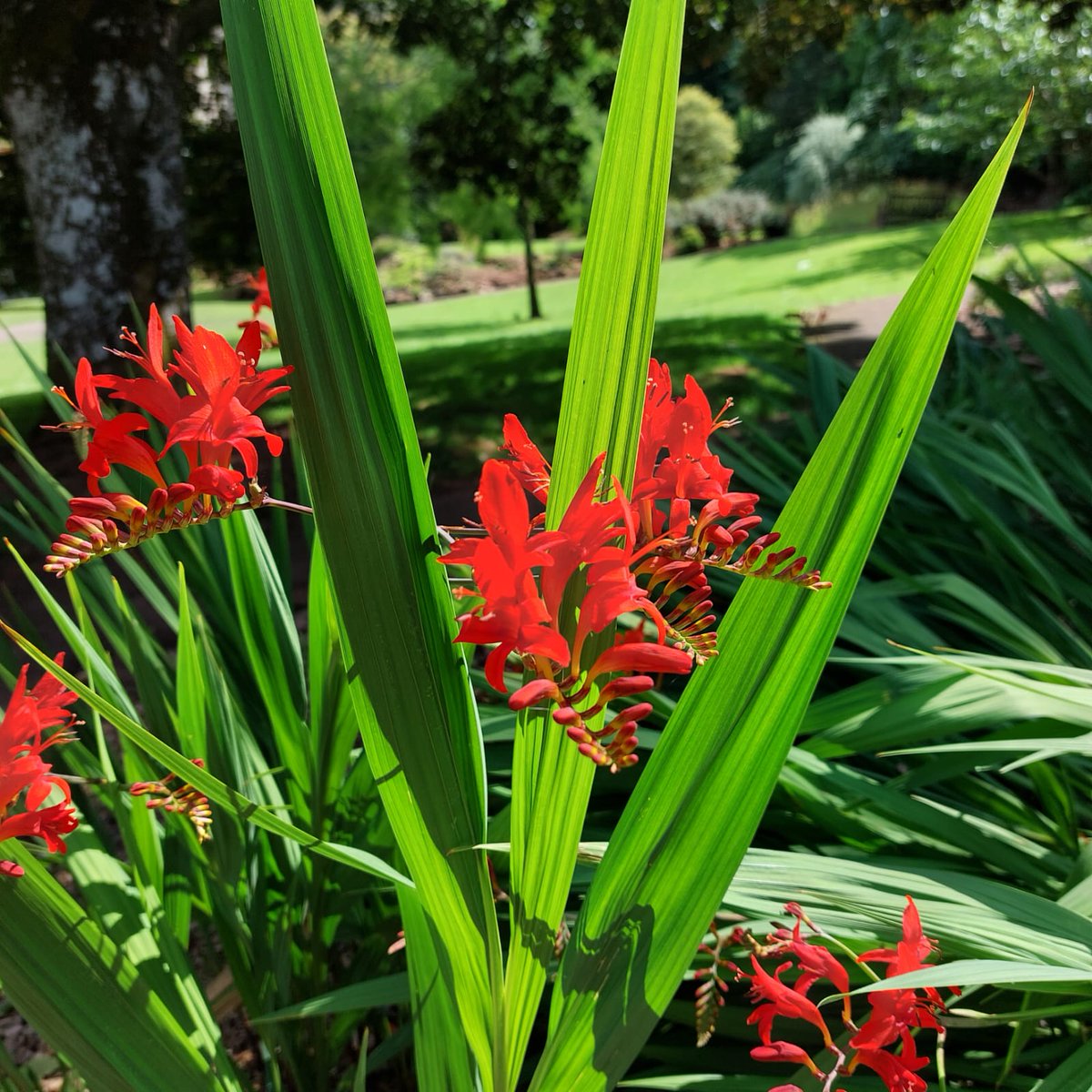 Cockington Park tweet media