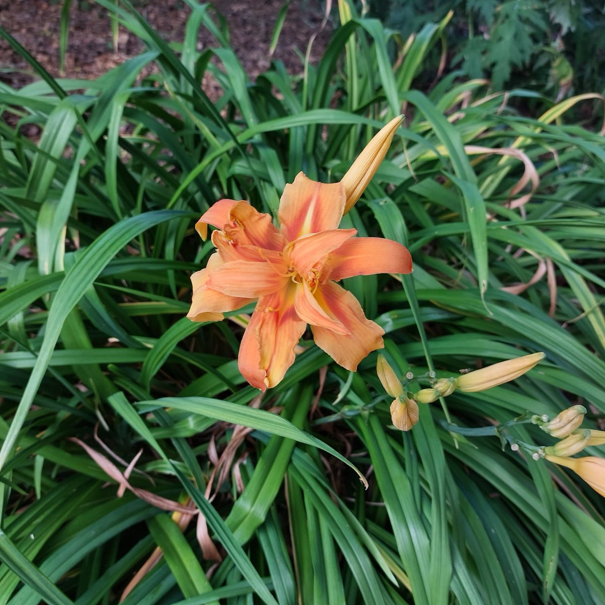 Beautiful crocosmia and orange daylilies have been providing a burst of fiery colour across the park.

#crocosmia #orangedaylily #cockingtoncountrypark