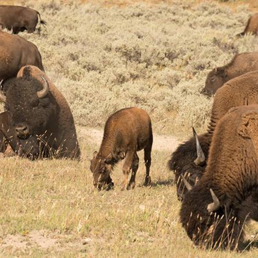 indiegetup tweet media