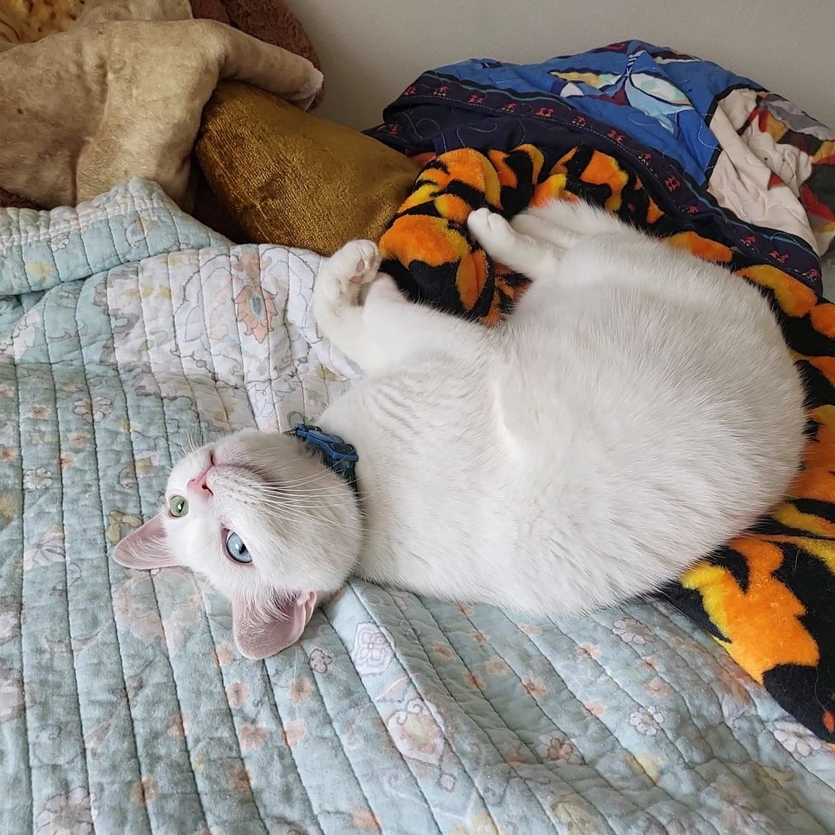 ꒰ঌcha໒꒱ tweet media