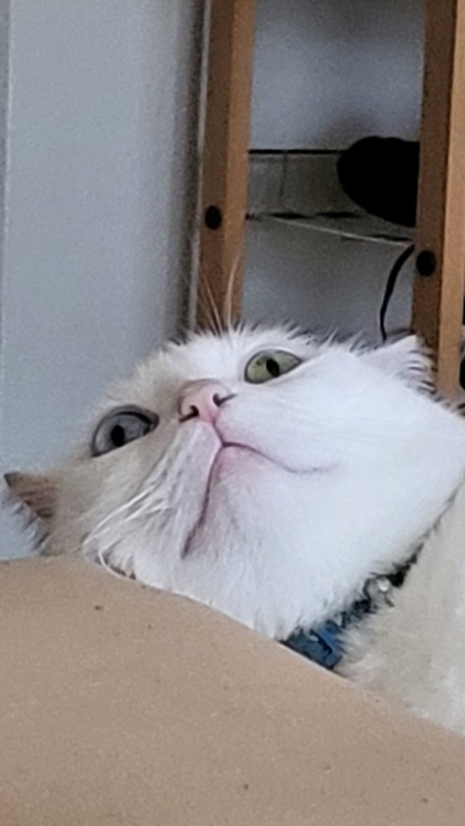 ꒰ঌcha໒꒱ tweet media