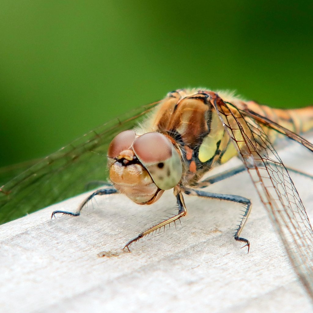 Common darter #Dragonfly at Great Traston Meadows this morning  #GwentLevels @GwentWildlife  #Wales #wildlifephotography  #TwitterNatureCommunity #NaturePhotography #Nature #Insectphotography #dragonflies #Insects #naturelovers #nature