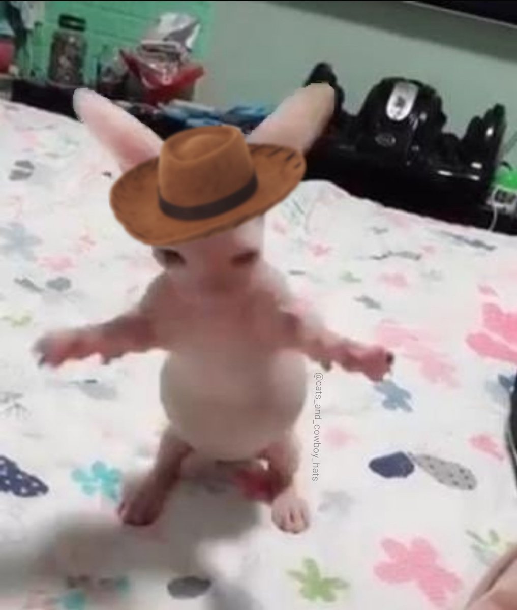 Cats And Cowboy Hats (@cowboycats) on Twitter photo 