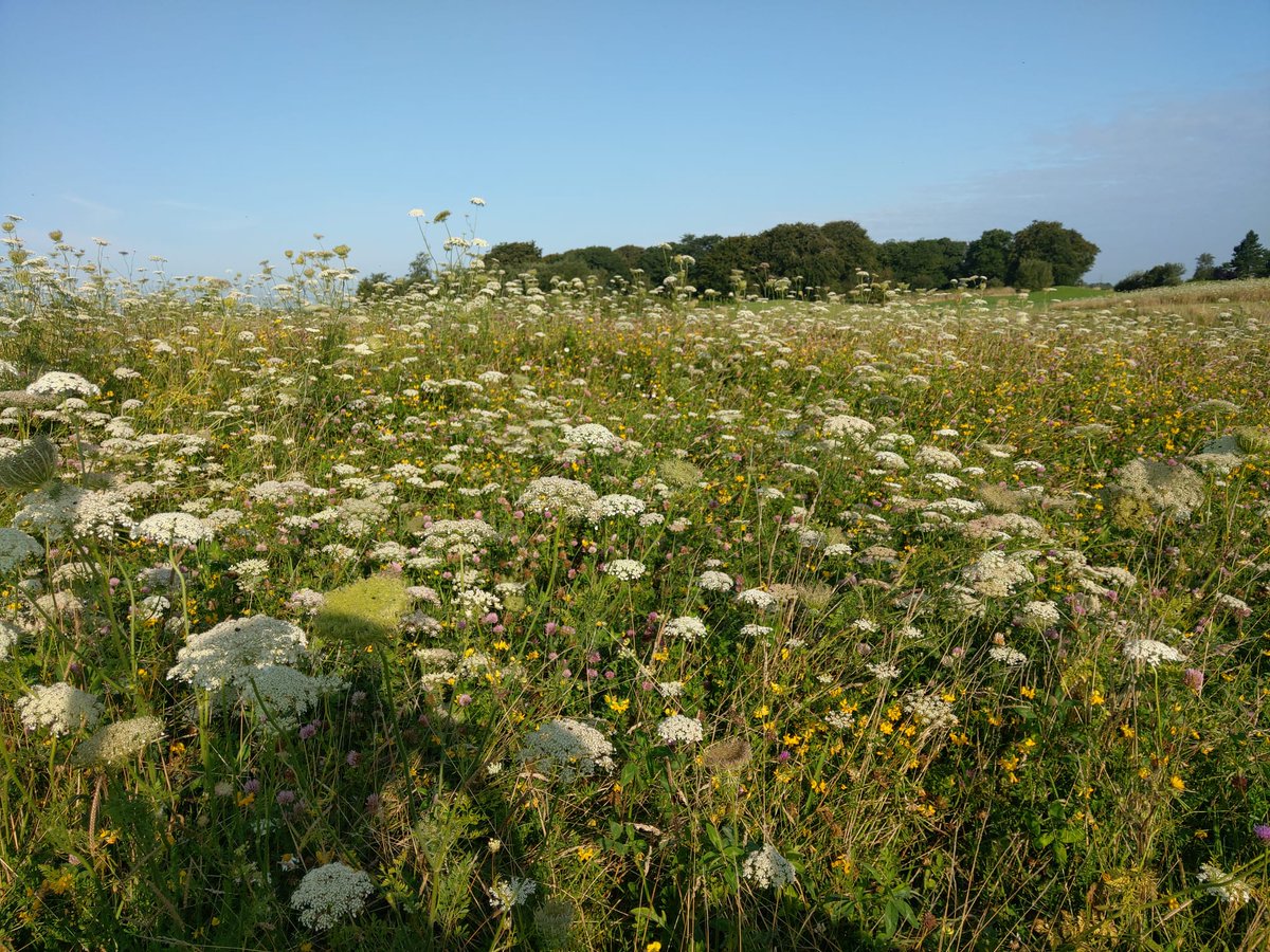 BloomingNative's tweet photo. Great example of how a perennial meadow will differ from year 1 to year 2. 

I am SUPER excited to see this meadow develop over the years https://t.co/KbSCw4858H