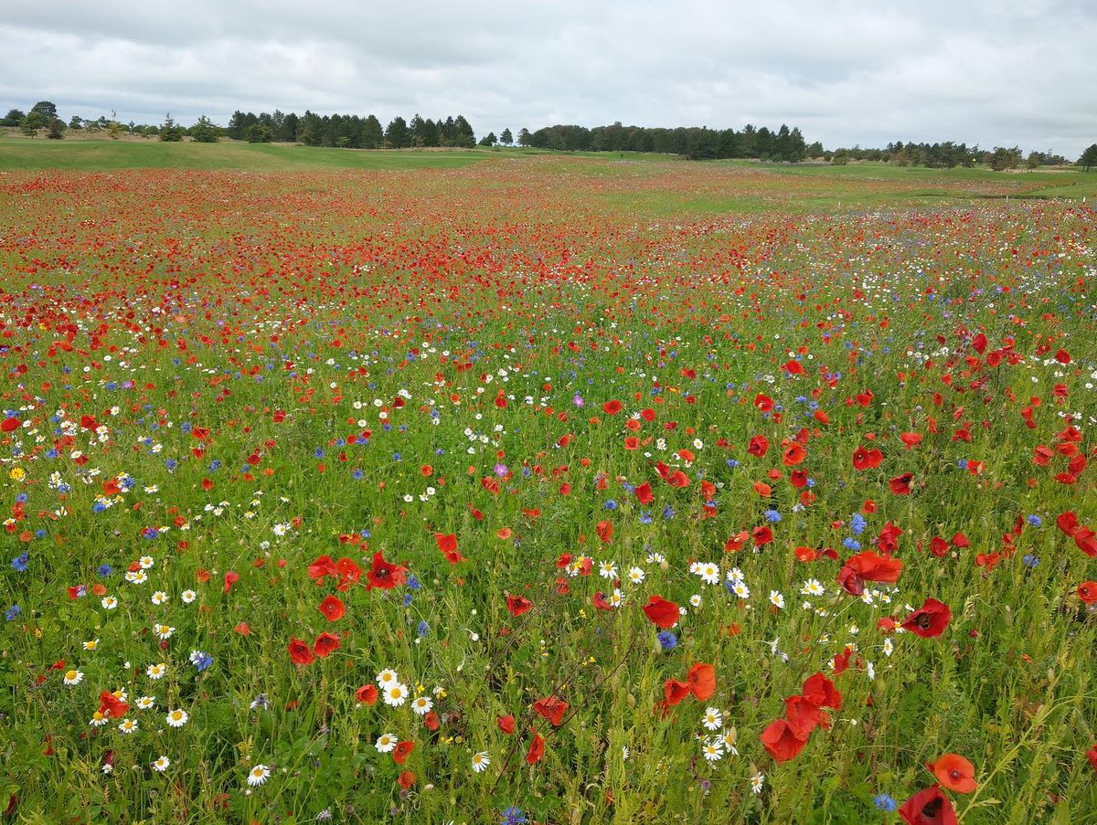 Great example of how a perennial meadow will differ from year 1 to year 2. 

I am SUPER excited to see this meadow develop over the years