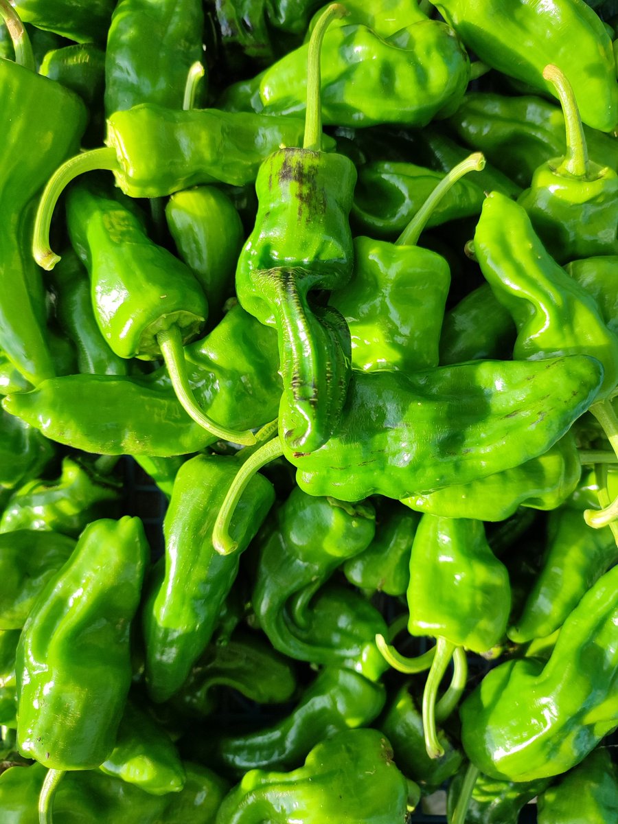 EdiblesWYorks's tweet photo. Tapas &amp; a sherry tomorrow evening...? Coln Valley Padron Peppers headlining our veg boxes on Friday... order before 7am tomorrow ...  https://t.co/8KMGTo6Hs3. #local #localfood #marsden #slaithwaite #agroecology https://t.co/Rw1LYCLWUs
