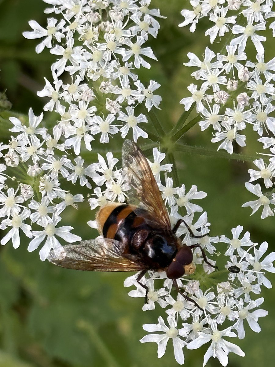StuartPage1's tweet photo. @iancbeavis Hello Ian have just been watching this large hoverfly feeding: probably not unusual but fine example https://t.co/waOMxiqOis