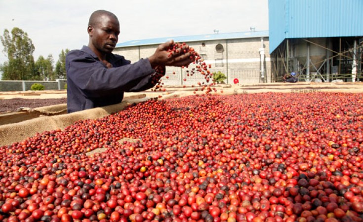 Fireliglntfi's tweet photo. President Museveni advises local investors to tap into coffee value addition. 

What is your view?

📸 Courtesy 

#NBSAmasengejje #NBSUpdates https://t.co/jgIAC6ttfw