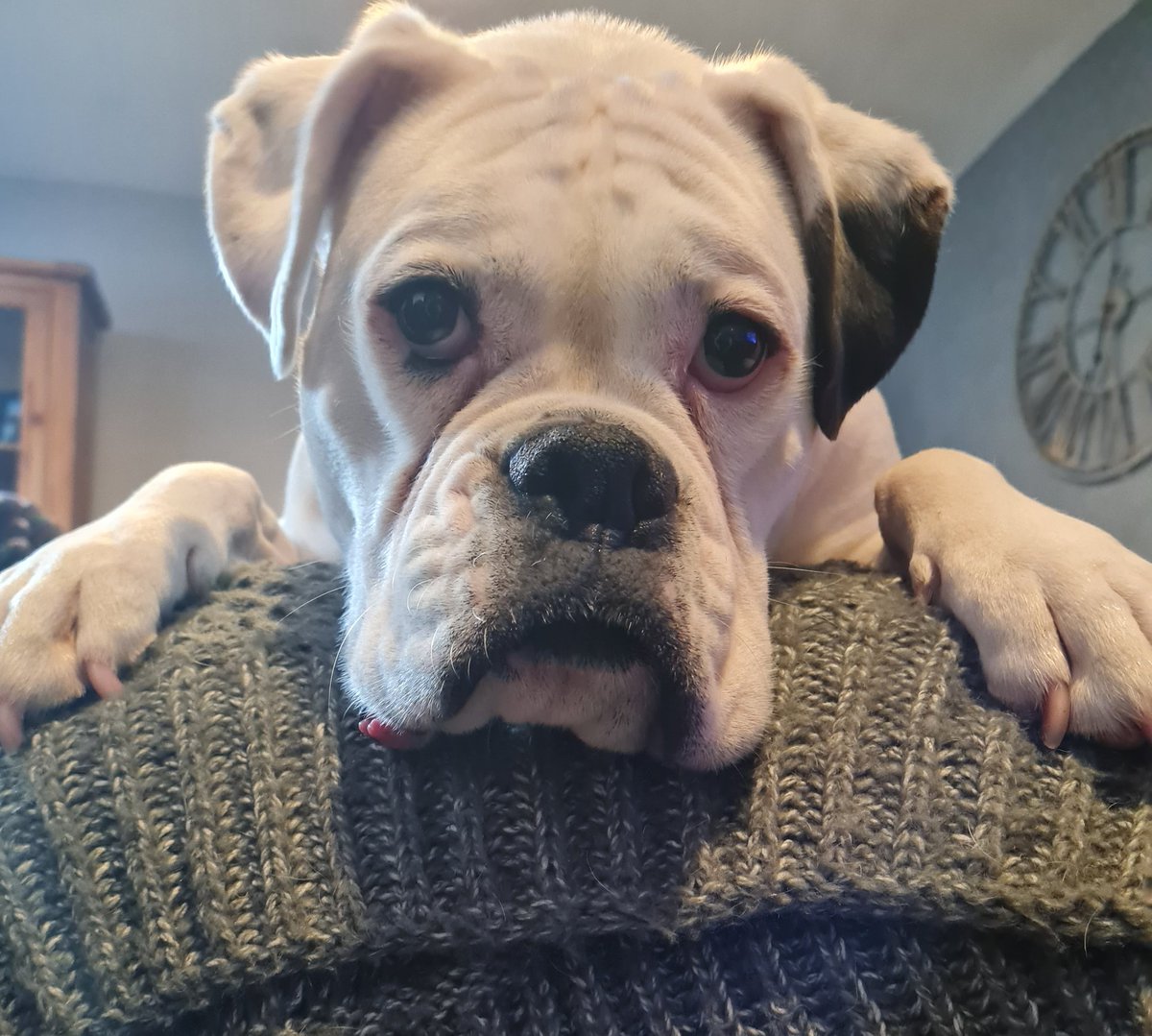 ValVapeters's tweet photo. @ADRoden @ianhpeters @boxer_heaven @boxerheaven4 @inntothenight @georgelolaboxer @Boxer_9 @DogsOnTwiter a face only a mother could love ❤️ 🤣🤣 #Gorgeous  #boxerdog #whataface https://t.co/jN2CoiB9Bb