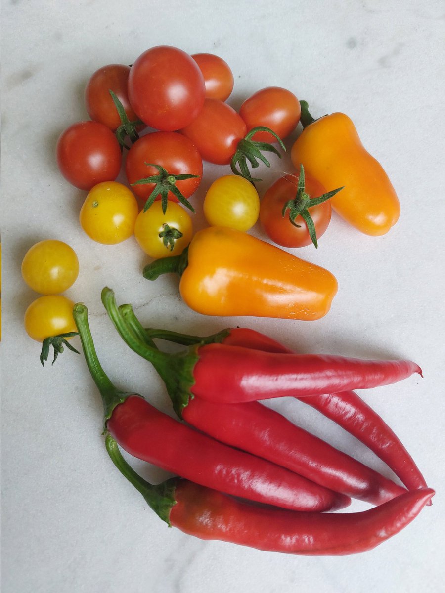 GrunzeugD's tweet photo. #Balkonernte #urbangardening #balconyharvest 

#Chili #DeCayenne #Paprika #Hamik #Tomate #Zuckertraube #PrincipeBorghese @reinsaat_gmbh https://t.co/EJoWGBPf3k