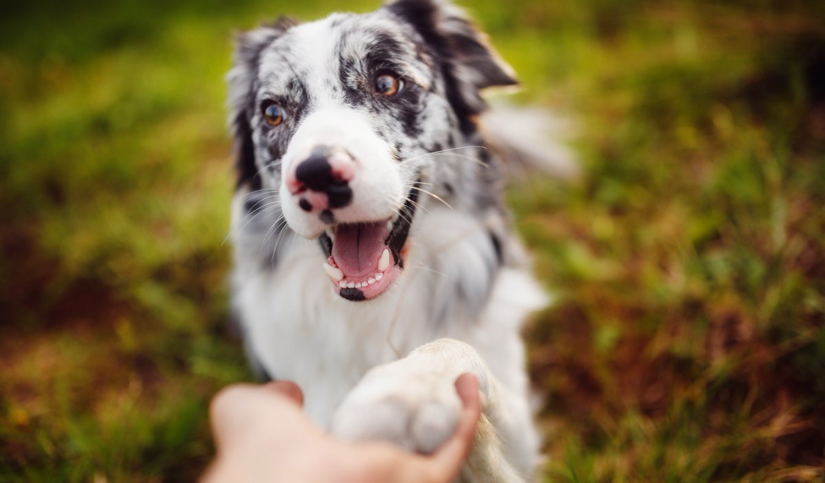 Hands... touching paws🐾 We’re 🎵 reaching out 🎵 to invite you to #LuluPawlooza on 8/19 where Super Diamond, the Neil Diamond Tribute, will be performing! Reserve your table or tickets today at ddfl.org/tickets #CompassionAlways #AnimalShelter #AnimalWelfare #fundraiser