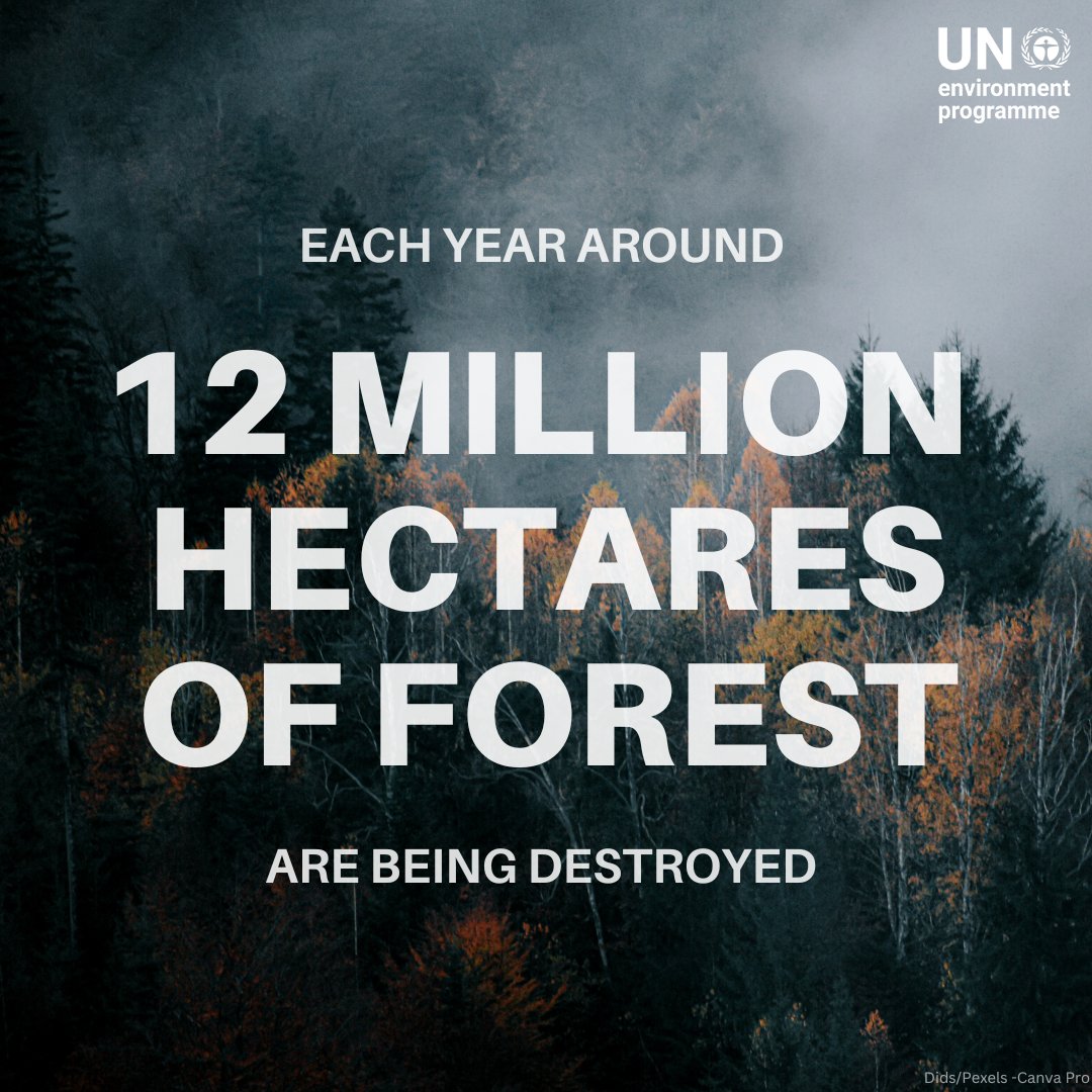 Forests are vital for human survival but have been hit hard by human activity.

Every year, approximately 12 million hectares of forest are destroyed.

Here’s how UNEP supports the protection &amp; sustainable management of forests: bit.ly/3JGpopV

#GenerationRestoration