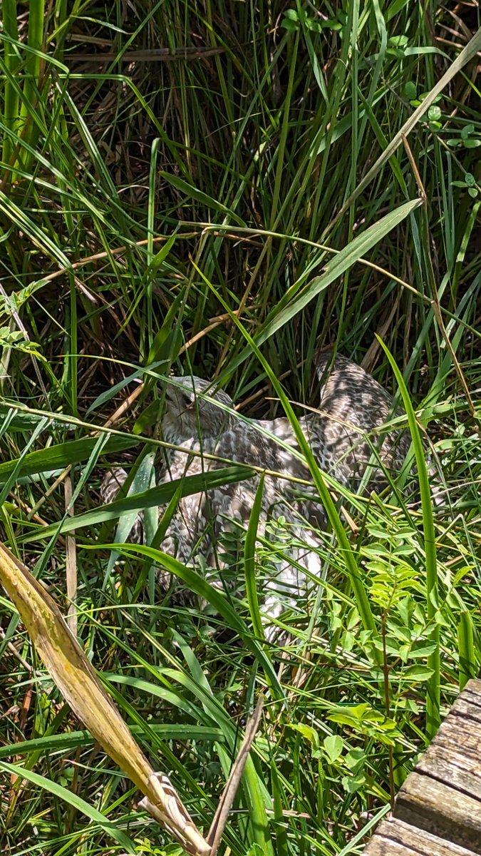 Vist avui a l'estany de Banyoles. <a href="/birdcatalunya/">Birding Catalunya</a> ens podríeu ajudar a identificar-lo? Gràcies!