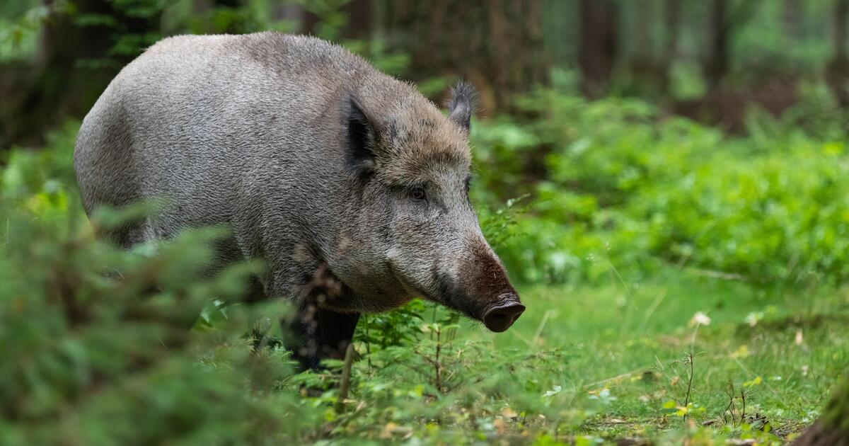 Erneut ASP-Ausbruch in Brandenburg dlvr.it/St8tM9
